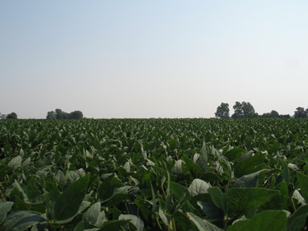 192.5+/- Acres Offered in 3 Tracts